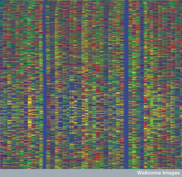 Le séquençage de l'ADN d'un neurone est un processus fastidieux. Il a fallu un an aux auteurs pour tester leur technique et la valider. © <em>The Sanger Institute</em>, Wellcome Images, Flickr, cc by nc nd 2.0