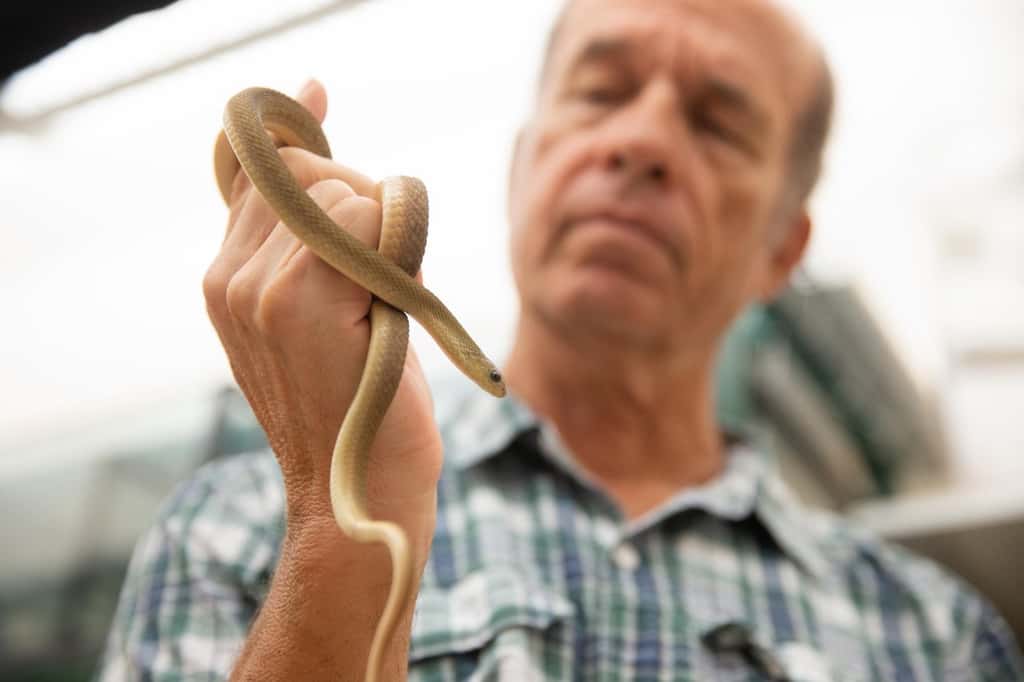 Le professeur Bruce Jayne de l’université de Cincinnati (États-Unis) a découvert qu’un serpent africain mangeur d’œufs peut avaler des proies plus grosses par rapport à sa taille que même un python birman. © Andrew Higley, UC Marketing + Brand