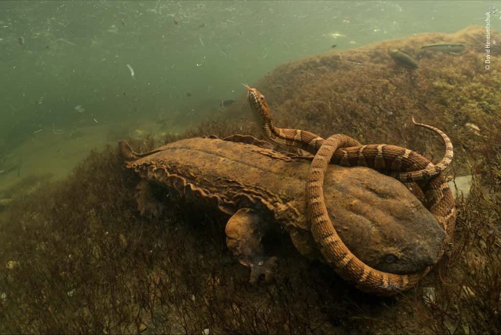 Il est rare de voir une salamandre de Hellbender, espèce menacée de disparition, s’en prendre à un animal aussi grand que ce serpent. © David Herasimtschuk