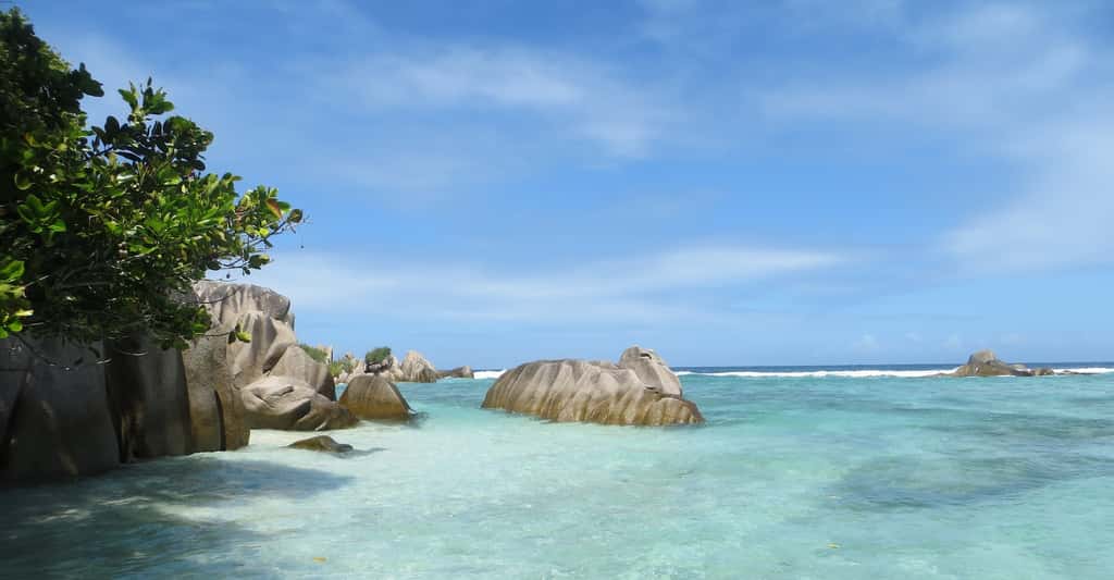 Une équipe internationale de chercheurs a fait parler des coraux fossilisés des Seychelles. Ils racontent que, sous l’effet du réchauffement climatique, le niveau de la mer pourrait monter plus que prévu par les modèles actuels. © Belinda Dechnik, Université de Sydney