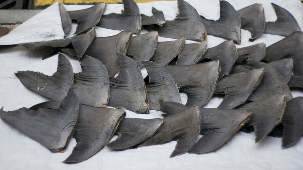 Nombreuses sont les espèces de requins de plus de 1,5 m de longueur victimes du <em>shark finning</em>, une technique de pêche qui consiste à ne leur prélever que l'aileron et à les rejeter en mer encore vivants. Plus de 85 pays, développés ou en développement, exportent des ailerons séchés, la plupart transitent par les États-Unis pour être envoyés vers le marché chinois. © Cloneofsnake, Wikimedia Commons, cc by sa 2.0