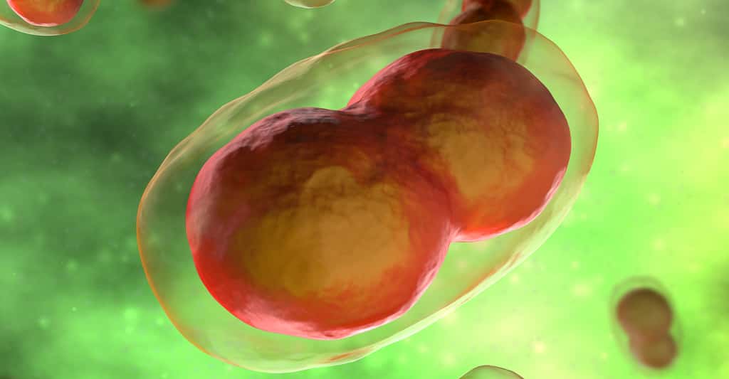 Représentation du virus de la variole. © decade3d - anatomy online, Shutterstock