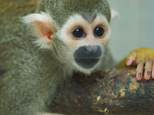 Les singes-écureuils (<em>Saimiri sciureus</em>) sont de petits primates d'Amérique centrale et du Sud sensibles à la musicalité du langage. © M. Böckle, université de Vienne