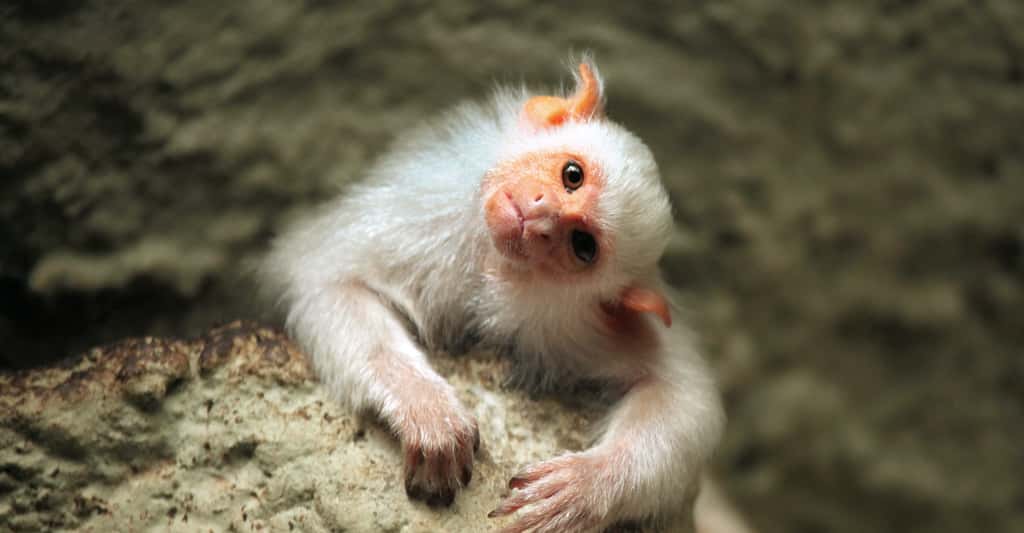 Les implications éthiques de la recherche sur les cellules souches embryonnaires chez les singes sont importantes. Les primates sont des animaux intelligents, sociaux et dotés d'une vie cognitive et émotionnelle complexe. © Vladimir Wrangel, Adobe Stock