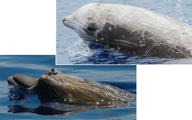 En haut, la baleine à bec de Cuvier, Ziphius cavirostris, la plus abondantes dans l'étude de la NOAA. En bas, la baleine à bec de Blainville, Mesoplodon densirostris, qui vit dans les eaux chaudes est très rare dans la zone d'étude © Bahamas Marine Mammal Research Organisation