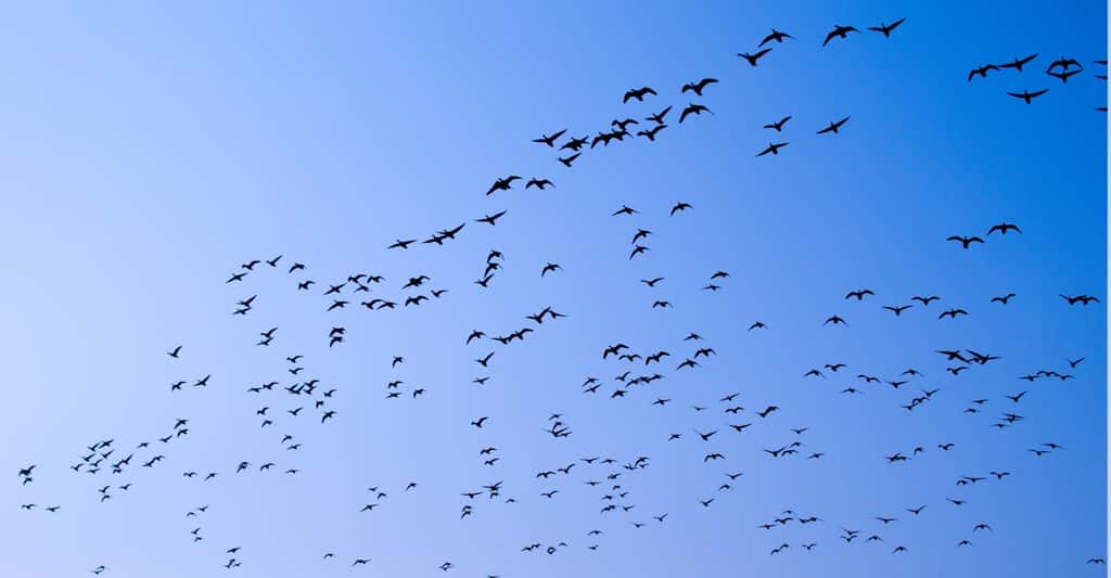 Selon Niels Rattenborg (Allemagne) – qui a découvert en 2016 que les oiseaux migrateurs peuvent dormir tout en volant –, les travaux de l’équipe de l’<em>Imperial College London </em>(Royaume-Uni) sont <em>« très excitants »</em>. © miket, Fotolia