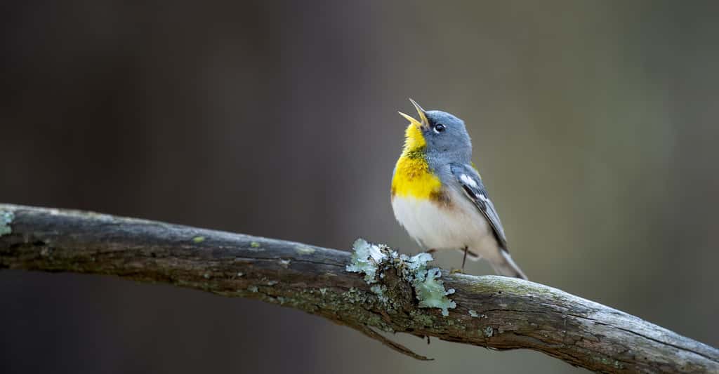 Au printemps, les oiseaux chantant pour séduire leurs belles. Sans le savoir, ils nous aident aussi, de la sorte, à nous lier à la nature. Mais pour combien de temps encore ? © rayhennessy, Adobe Stock