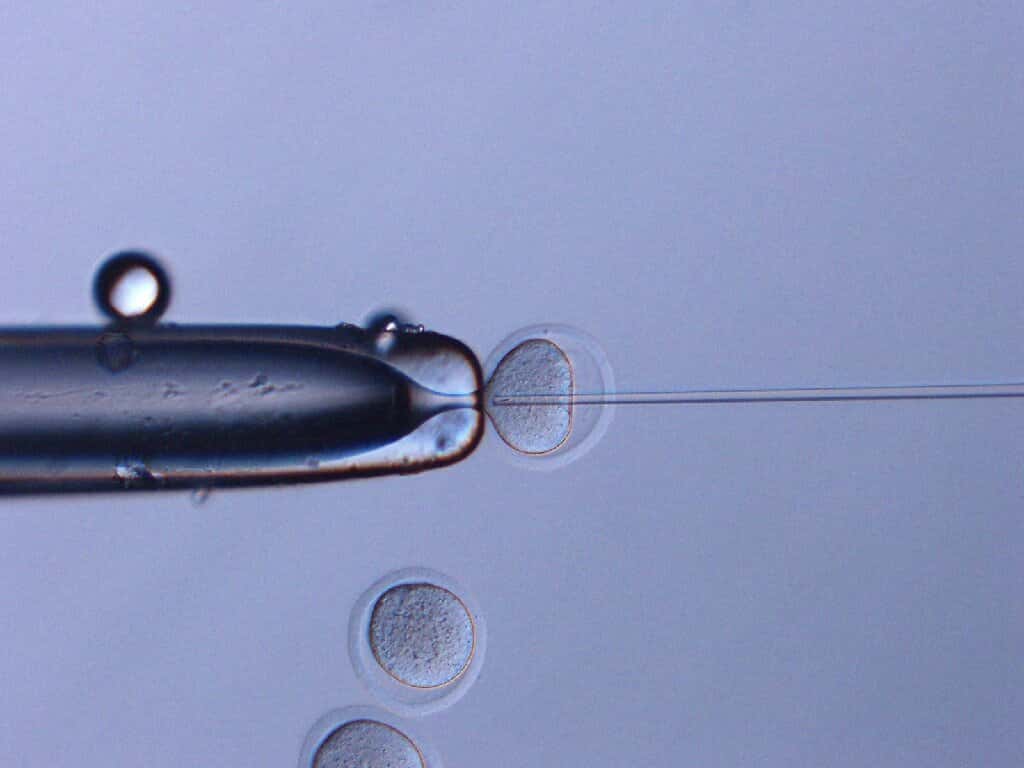 Des chercheurs de l’université de Yamanashi (Japon) ont injecté dans des cellules ovariennes <em>« fraîches »</em>, un sperme de souris qui avait passé plusieurs années dans l’espace. Cette expérience est la plus longue expérience de biologie jamais effectuée à bord de la Station spatiale internationale (ISS). © Teryhiko Wakayama, Université de Yamanashi 