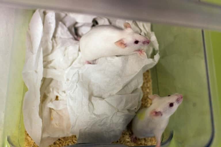 Un séjour prolongé dans l'espace n'a pas affecté les fonctions reproductrices de souris mâles. © Philippe Merle, AFP, Archives