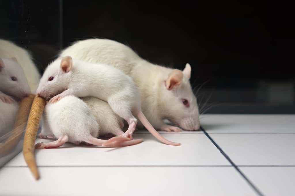 Les souris mâles adultes transmettent leur stress et de leur état dépressif à leur descendance <em>via</em> de petits ARN présents dans les spermatozoïdes. © ibreakstock, Fotolia