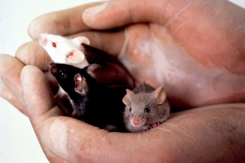 Le désir sexuel est régulé par de nombreux signaux sensitifs. Chez la souris, la phéromone ESP22 contribue à l'annihiler. © <em>National Cancer Institute</em>, Wikimedia Commons, DP