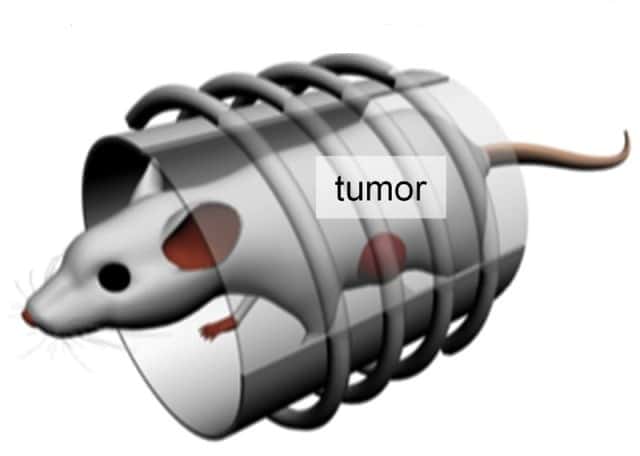 Illustration montrant une souris dans une bobine magnétique. Les cellules cancéreuses (tumoren anglais) étaient placées dans son abdomen. © Jinwoo Cheon