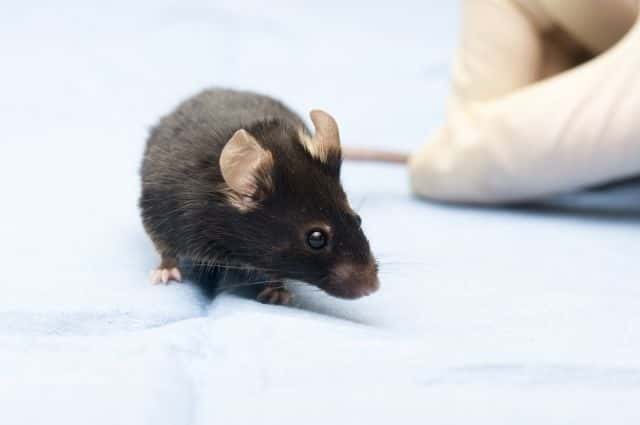 AAQ est un traitement chimique de la cécité. S'il fonctionne chez des souris, il faudra du temps avant qu'il n'arrive chez l'Homme. Les autres thérapies (cellules souches ou implants rétiniens) ont pris de l'avance et sont déjà en cours d'essais cliniques. © Jaroslav74, shutterstock.com