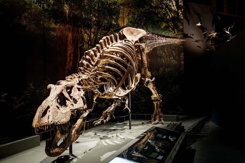 Ici, le squelette de Trix au centre de recherche sur la biodiversité de Leiden (Pays-Bas). C’est ce T-Rex que les chercheurs de l’université libre d’Amsterdam ont modélisé dans leur étude sur la démarche du dinosaure. © Mike Bink, Centre de recherche sur la biodiversité de Leiden