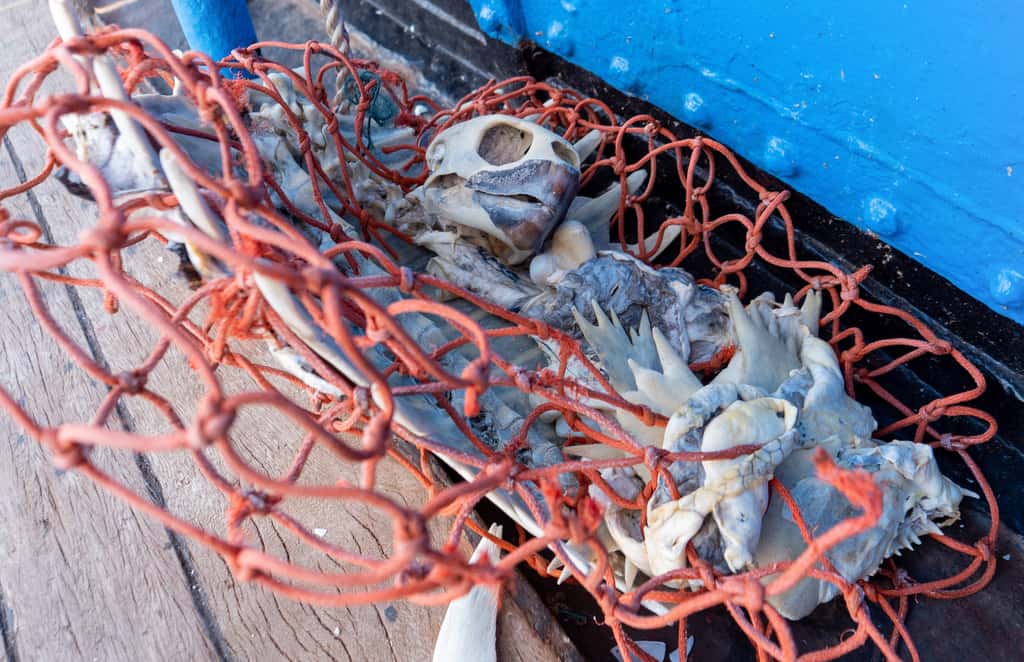 Le squelette d’une tortue prise au piège d’un filet de pêche. © <em>Ocean Voyages Institute</em>