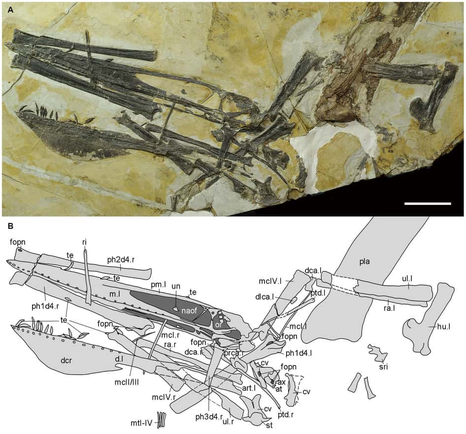 Squelette presque complet de l'holotype d'<em>Ikrandraco avatar</em> (photographie et schéma). Échelle : 50 mm. Cette espèce est relativement petite ; environ 70 cm de long et 1,5 m d'envergure. © Wang <em>et al., Scientific Reports</em>