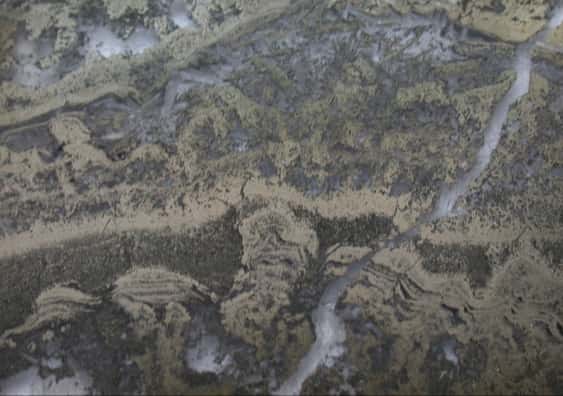 Microphotographie de stromatolites issus de la région de Pilbara (Australie) et vieux de 3,5 milliards d’années. © Université de Nouvelle-Galles-du-Sud