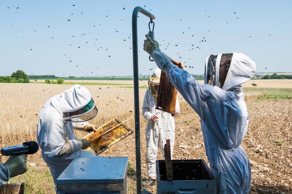 Cette étude a été réalisée grâce à un dispositif unique de suivi des colonies d’abeilles baptisé Ecobee. © Apis, Inra