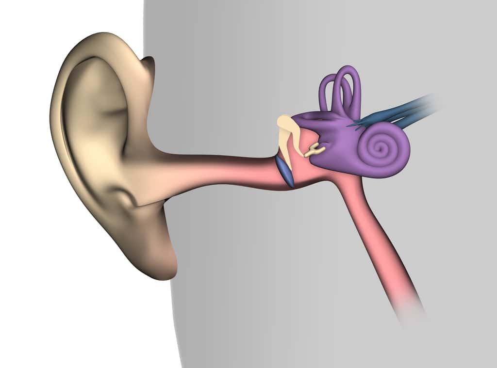 Le système vestibulaire, situé dans l'oreille interne (en violet sur ce schéma), est inclus dans les os du crâne. © Djaile, Fotolia
