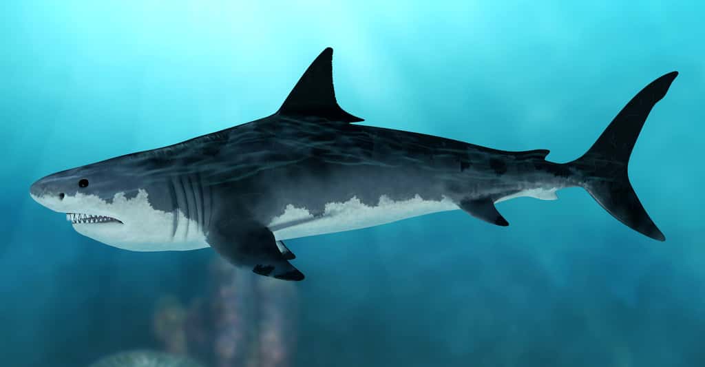 Des paléontologues de l’université de Bristol (Royaume-Uni) ont travaillé sur la morphologie du mégalodon, ce requin géant préhistorique aujourd'hui disparu. © rapack223, Adobe Stock