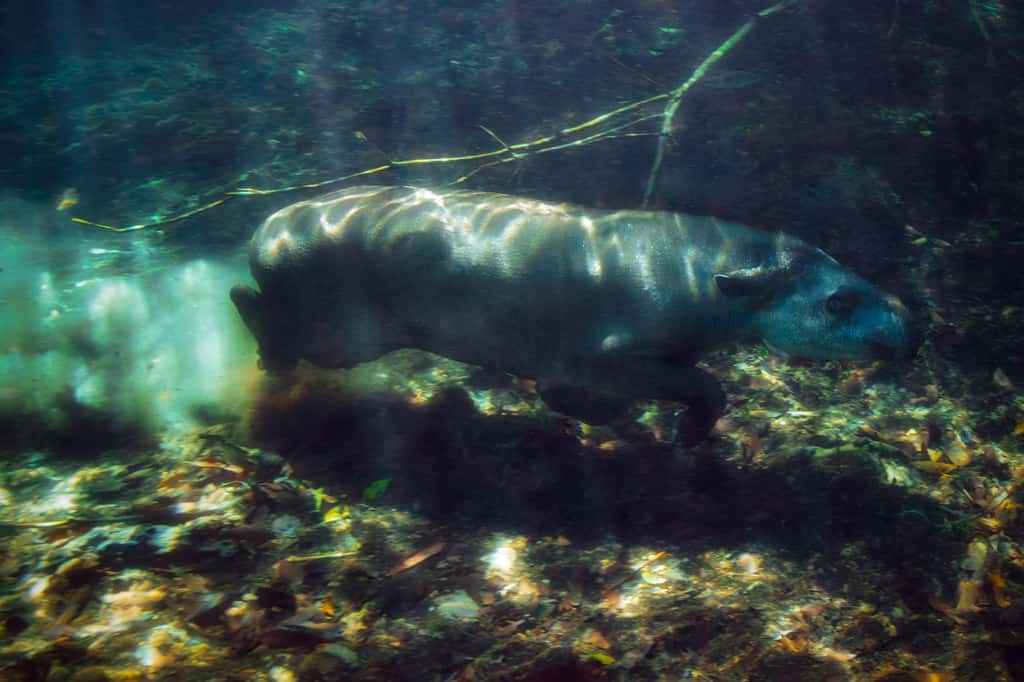 Ici, un tapir adulte mâle évoluant sous l’eau. © Marcio Cabral, Tous droits réservés, Reproduction interdite