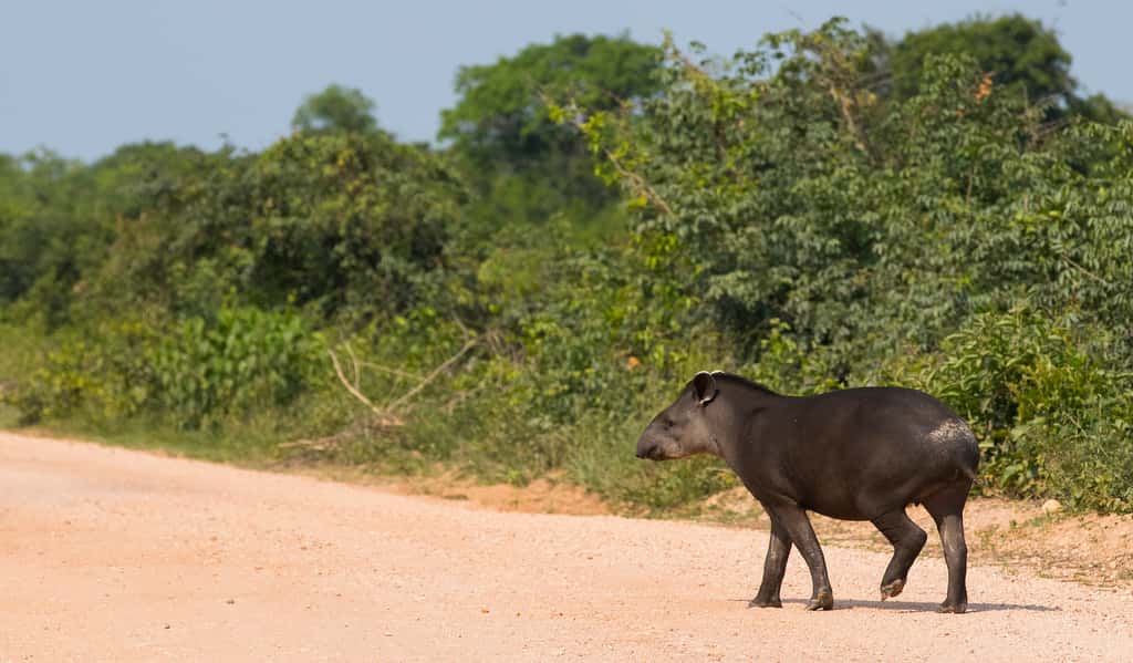 Les tapirs font partie de ces animaux trop imposants pour survivre dans le nouvel environnement morcelé créé par l’installation du barrage de Balbina (Brésil). © aussieanouk, Adobe Stock