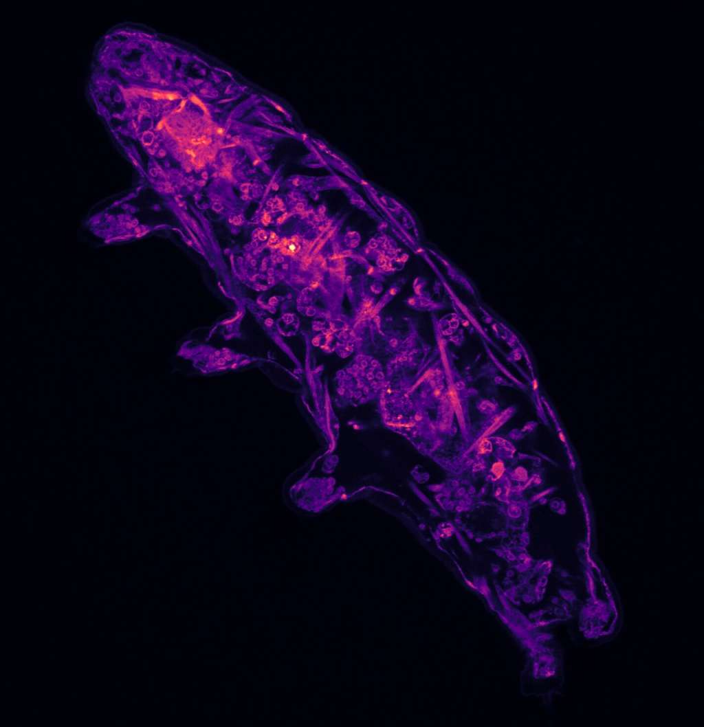 Un tardigrade observé à l’aide d’un microscope à fluorescence qui permet la visualisation des organes internes. © Smythers et al., 2024, <em>PLOS ONE</em>, CC-BY 4.0 