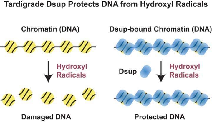 Les radicaux hydroxyles ont tendance à endommager l’ADN (à gauche) mais lorsqu’intervient la protéine Dsup, un nuage protecteur se forme et met l’ADN à l’abri (à droite). © James Kadonaga, Université de Californie à San Diego