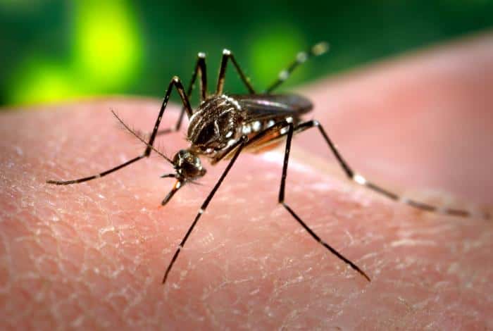 Le moustique <em>Aedes aegypti </em>en pleine action. © James Gathany, <em>Centers for Disease Control and Prevention </em>(USA), domaine public