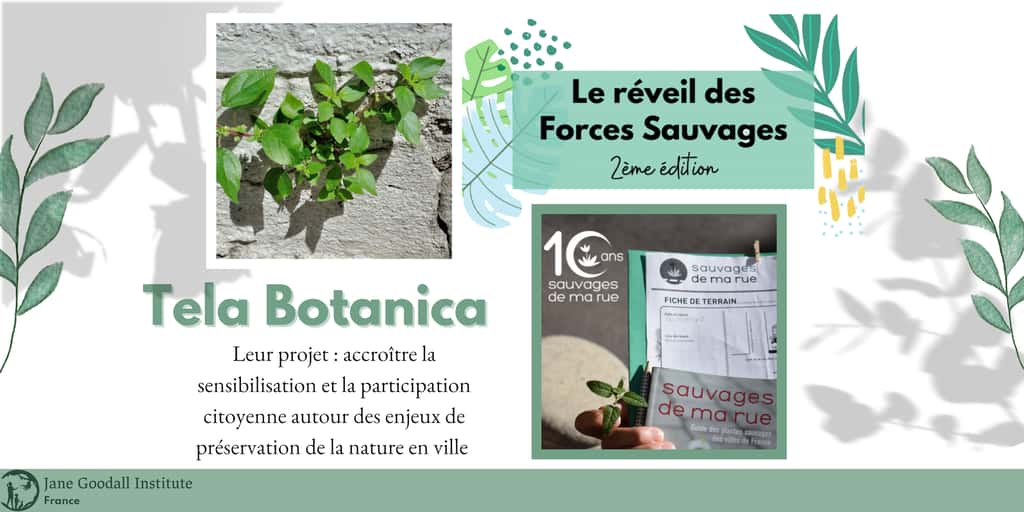Le réseau Tela Botanica mise sur la science participative. © <em>Jane Goodall Institute France</em>