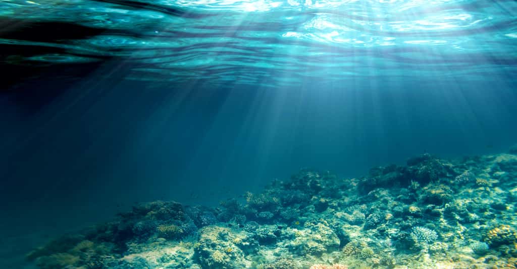 La hausse des températures dans les océans se traduit par des coups de chaleur qui provoquant des sortes d'« incendies sous-marins » et dégradant de façon irréversibles les fonds marins. © vovan, Adobe Stock