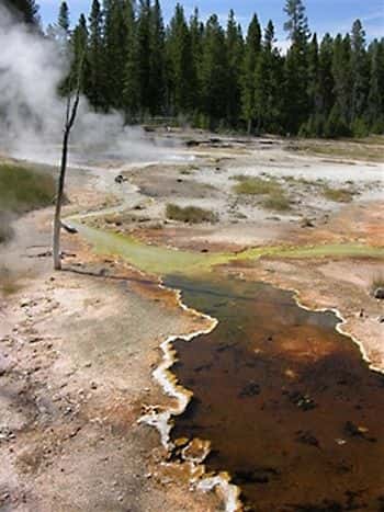Source chaude (ici à 78°C) dans le parc de Yellowstone. Crédit image inconnu.
