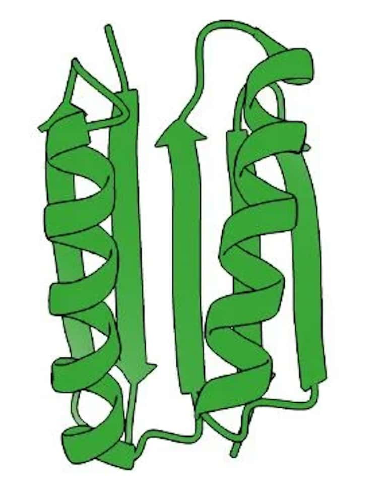 Top 7 a été la première protéine entièrement différente de toutes les protéines existantes créées par l’équipe de David Baker (université de Washington, États-Unis). Formée de 93 acides aminés, elle était plus grosse que toutes les protéines artificiellement formées jusqu’ici. © Terezia Kovalova, Académie royale des sciences de Suède