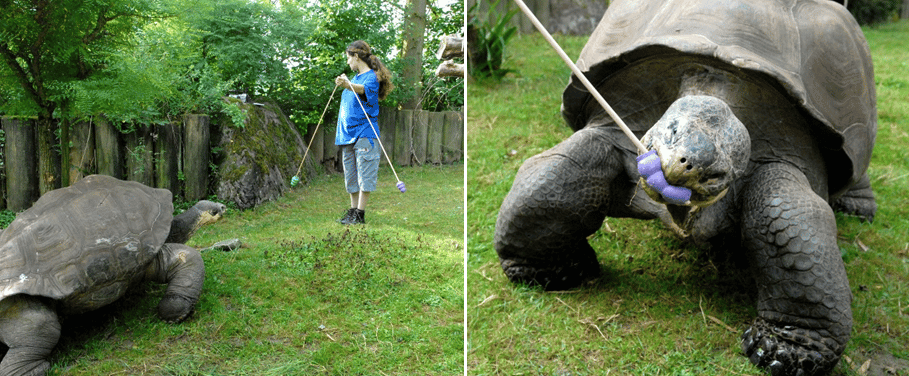 Une tortue géante du zoo de Zürich (Suisse) a appris à se diriger vers la bonne couleur pour obtenir une friandise. © Michael Kuba, <em>Okinawa Institute of Science and Technology</em>