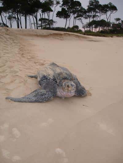 Les tortues Luth effectuent de très longues migrations, mais reviennent sur les plages de leur naissance pour se reproduire. © Matthew Witt