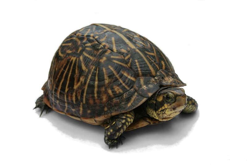 Plus tôt cette année, les mêmes scientifiques ont montré que d'autres reptiles, en l'occurrence des tortues (ici un individu de <em>Terrapene carolina bauri</em>), pouvaient apprendre à utiliser un ordinateur à écran tactile. © Jonathan Zander, Wikimedia Commons, cc by sa 3.0