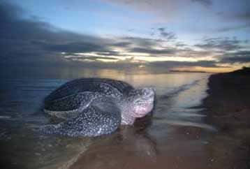 À l'image, une tortue Luth venant pondre sur la plage de Yalimapo en Guyane française. Ce reptile peut peser 800 kg. © Jean-Yves Georges