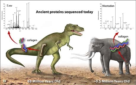John Asara a analysé le collagène aussi bien d'un T-Rex que d'un Mastodonte, un ancêtre de l'éléphant. © Zina Deretsky, <em>National Science Foundation</em>