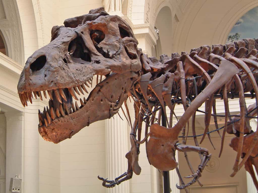 Squelette de T-rex