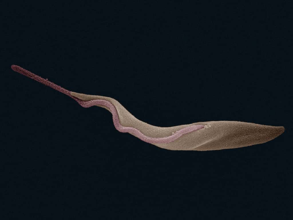 <em>Trypanosoma brucei</em> est un parasite qui provoque des trypanosomiases, comme la maladie du sommeil, chez l'Homme et les animaux. Il est transmis par des piqûres de mouche tsé-tsé. © Zephyris, Wikimedia Commons, cc by sa 3.0