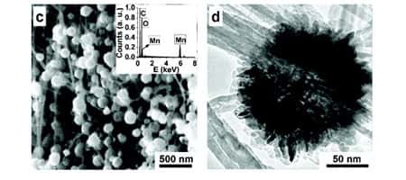 A gauche, les fleurs de manganèse fixées aux nanotubes vues au microscope électronique à balayage. A droite, gros plan sur une fleur avec un microscope à transmission. © 2008 American Chemical Society