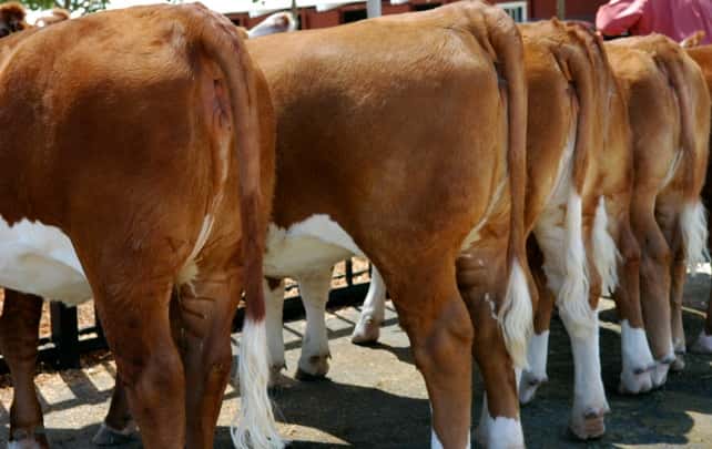 Dans les élevages industriels, les éleveurs américains, mais aussi français, continuent à utiliser des antibiotiques pour faire grossir leurs animaux, malgré les recommandations. En conséquence, les bactéries s'adaptent et ont une raison de plus de devenir résistantes. © St0rmz, Flickr, cc by sa 2.0