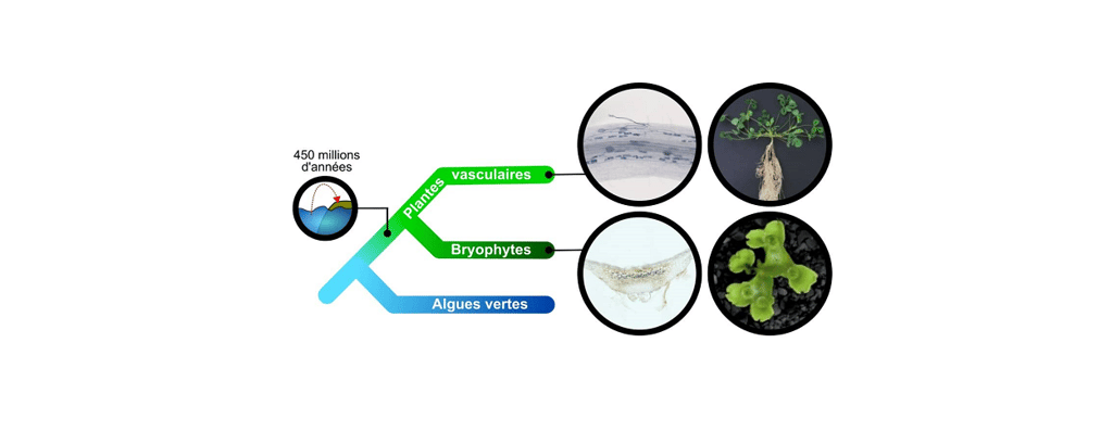 Arbre phylogénétique des plantes. Les plantes vasculaires et non-vasculaires forment une symbiose avec des champignons. Cercles de gauche : le champignon est coloré en bleu dans une racine de luzerne tronquée (haut) ou un thalle de <em>M. paleacea</em> (bas). Cercles de droite : luzerne tronquée (haut), <em>M. paleacea</em> (bas).