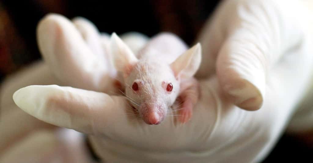 L’une des variantes du peptide produit par les chercheurs est capable d’éliminer complètement, chez la souris, une bactérie résistante responsable d’infections respiratoires, notamment. © tiburi, Pixabay, CC0 Creative Commons