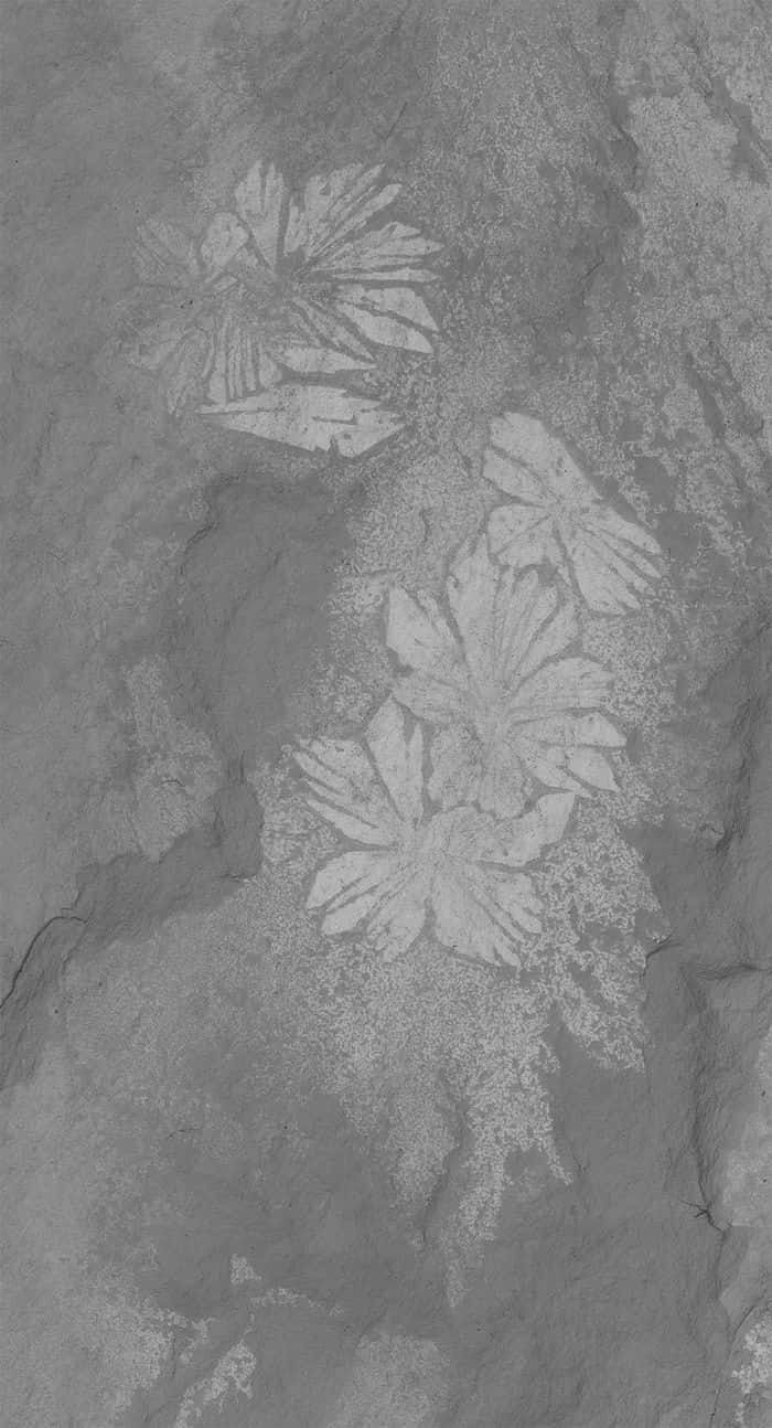 Les images en microscopie électronique à balayage des fossiles de <em>Shaihuludia shurikeni</em> montrant le fantôme de la préservation des tissus mous sous les faisceaux de chaetae caractéristiques du ver. © Université du Kansas