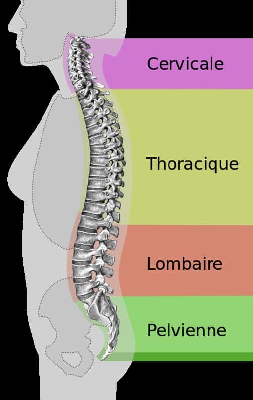 Le syndrome de la queue de cheval affecte les vertèbres lombaires L1 à L5 et le sacrum. © Medium 69, Wikimedia Commons, DP