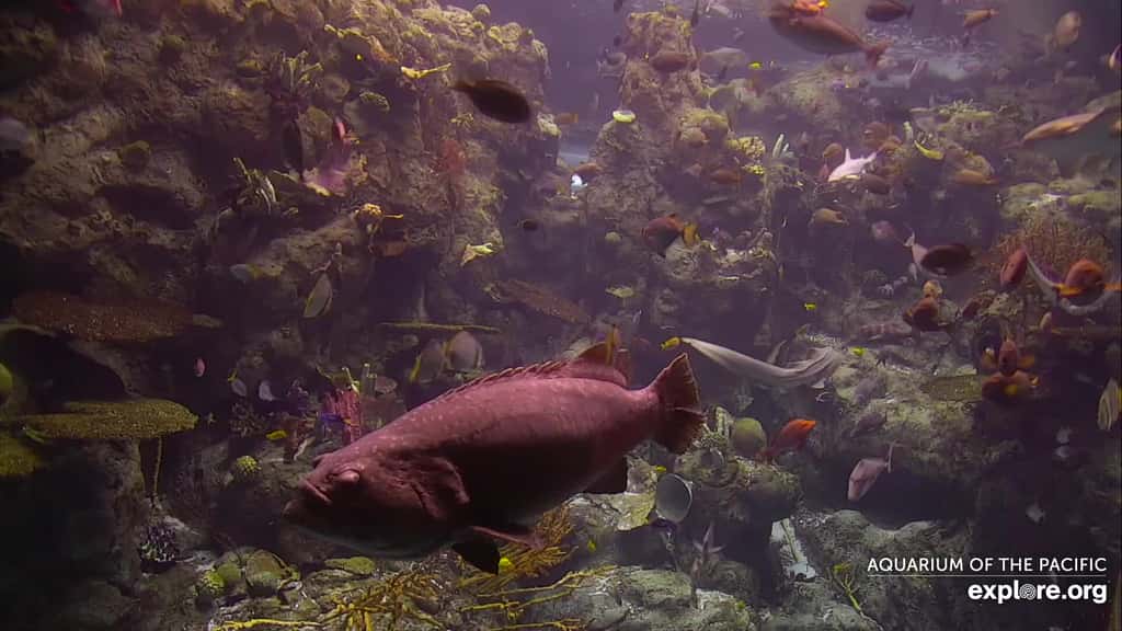 Un aperçu du récif tropical de l'Aquarium du Pacifique. © Explore.org