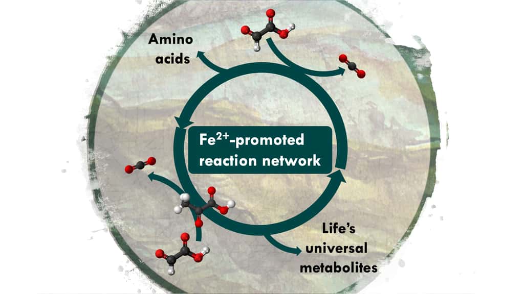 Le vivant accumule des biomolécules qu’il construit à partir du CO<sub>2</sub>. Puis, il les décompose à nouveau en CO<sub>2</sub>. Le tout dans un processus complexe et dynamique que des chercheurs sont parvenus à recréer en laboratoire. Sur ce schéma, le réseau de réactions dopé par du fer (<em>Fe<sup>2+</sup> promoted reaction network</em>) créant des acides aminés (<em>amino acids</em>) et les métabolites universels de la vie (<em>life’s universal metabolites</em>). © Université de Strasbourg