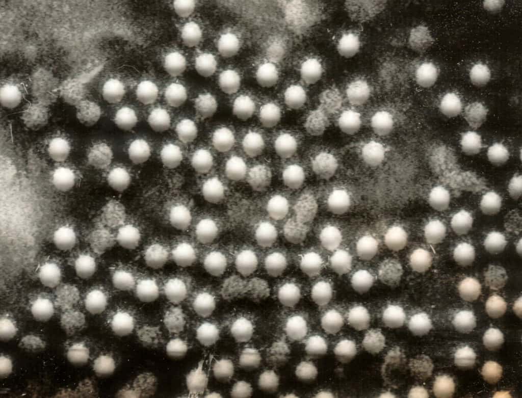 Les poliovirus n'affectionnent (sauf exception) que les humains. Il existe depuis longtemps des vaccins contre ces virus à ARN, mais toutes les régions du monde ne peuvent pas toujours en profiter. © Graham Colm, Wikipédia, cc by sa 3.0