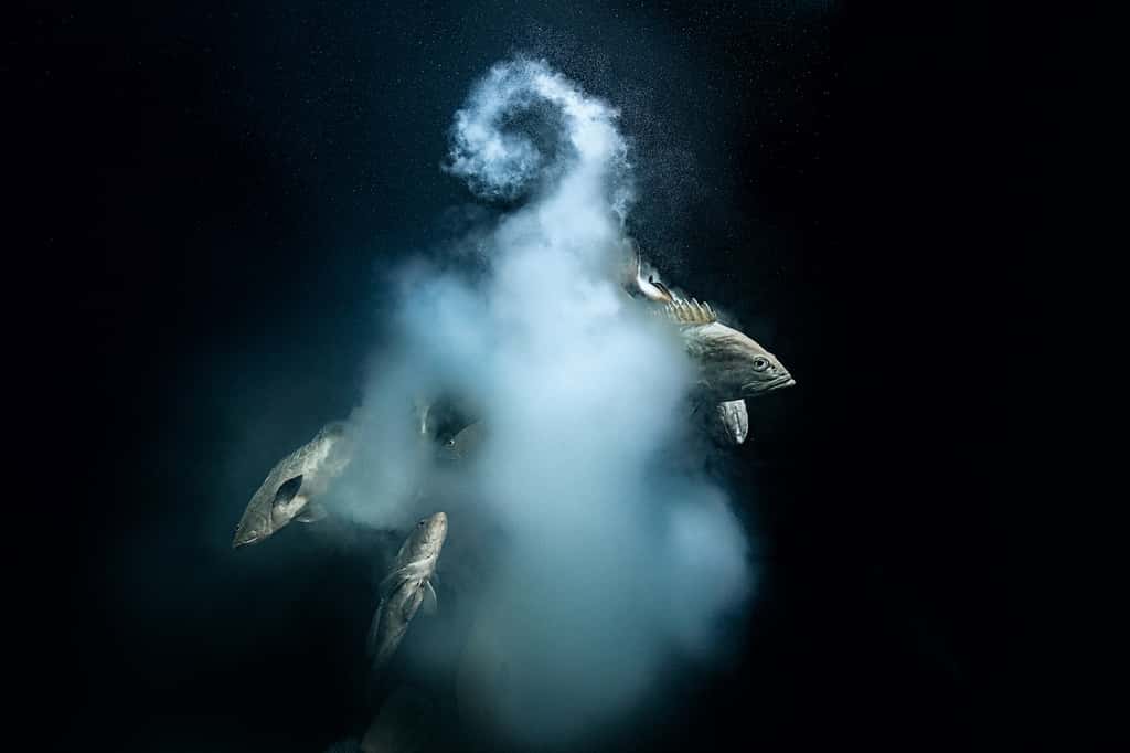 <em>« Création »</em>, grand prix du Wildlife Photographer of the Year 2021. © Laurent Ballesta, Andromede Oceanologie